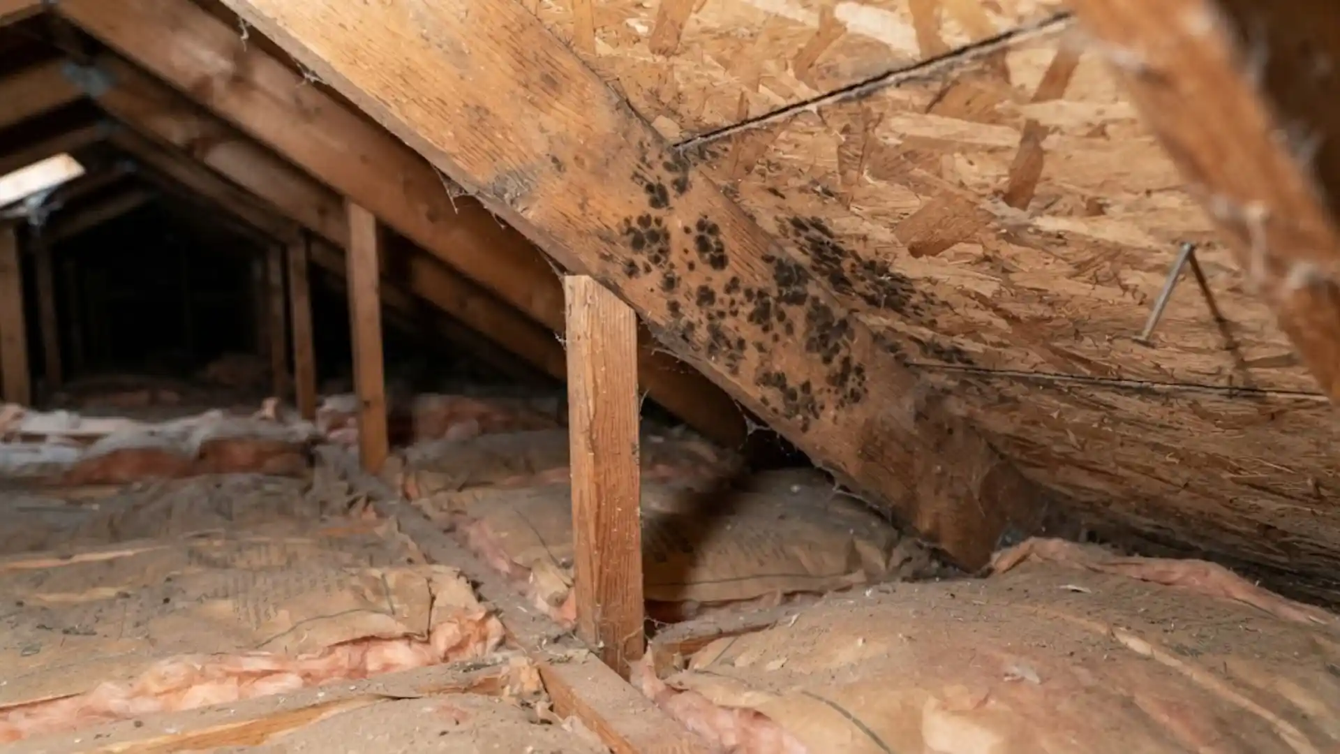 Mold growth on attic roof sheathing and rafters